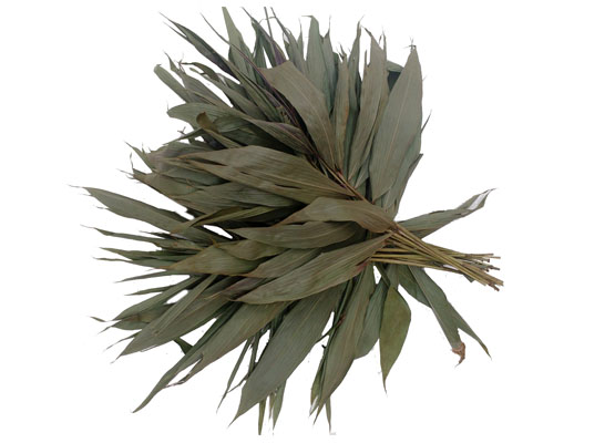 Shacapa leaves dried